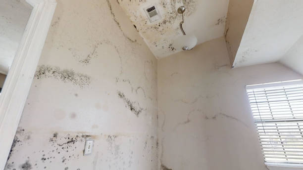 Best HVAC Mold Inspection and Cleaning  in Bingham Farms, MI