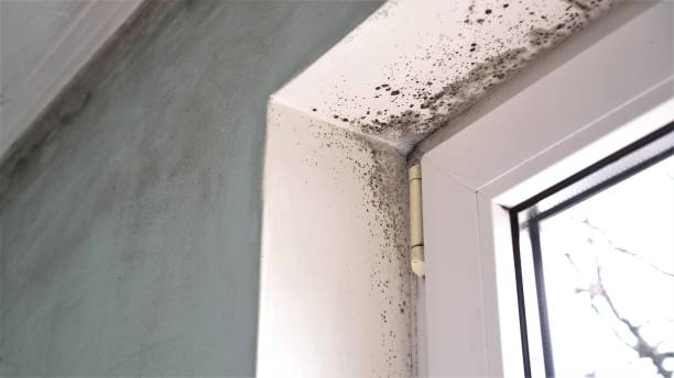 Best Commercial Mold Inspection  in Bingham Farms, MI