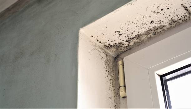 Best Industrial Mold Remediation  in Bingham Farms, MI
