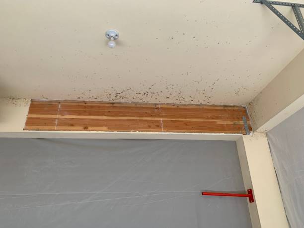Best Mold Remediation for Vacation Homes  in Bingham Farms, MI