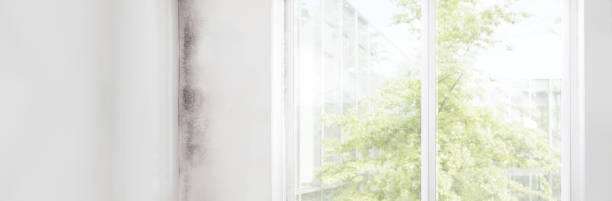Best Mold Remediation for Healthcare Facilities  in Bingham Farms, MI