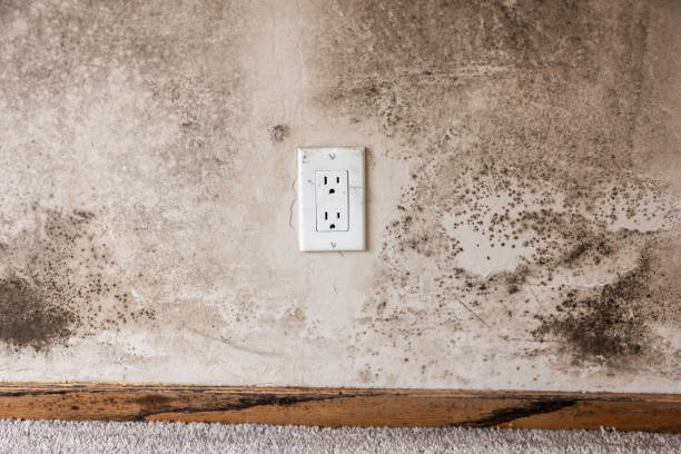 Mold Remediation for Vacation Homes in Bingham Farms, MI