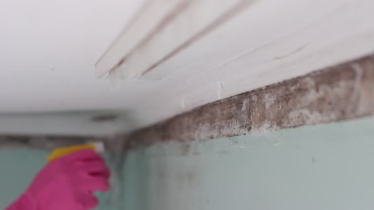 Best Crawl Space Mold Remediation  in Bingham Farms, MI